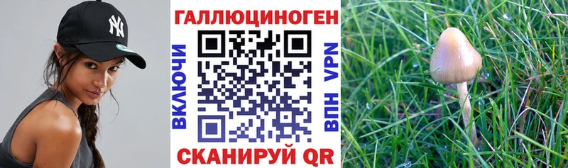 Псилоцибиновые грибы Cubensis Купить закладки Велиж